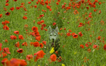 Картинка цветы маки