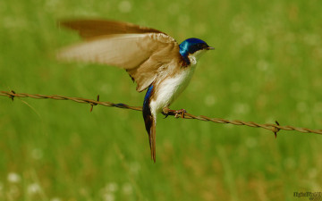 Картинка животные ласточки