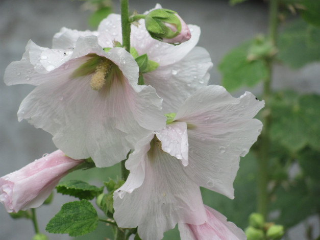 Обои картинки фото 