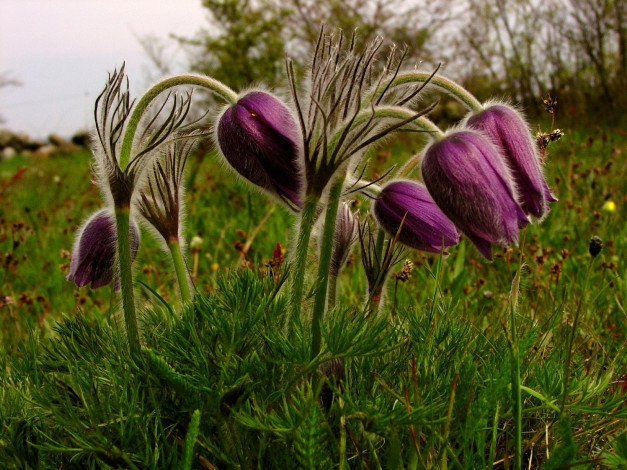 Обои картинки фото цветы, анемоны, адонисы