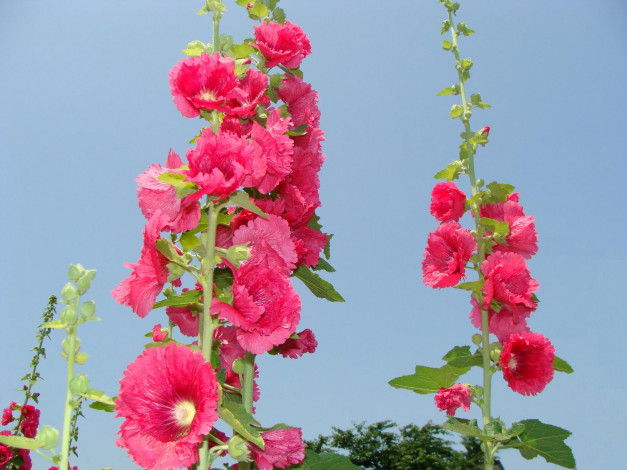 Обои картинки фото цветы, мальвы