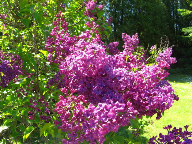 Обои картинки фото цветы, сирень