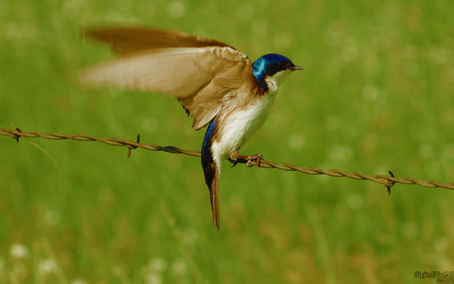 Обои картинки фото животные, ласточки