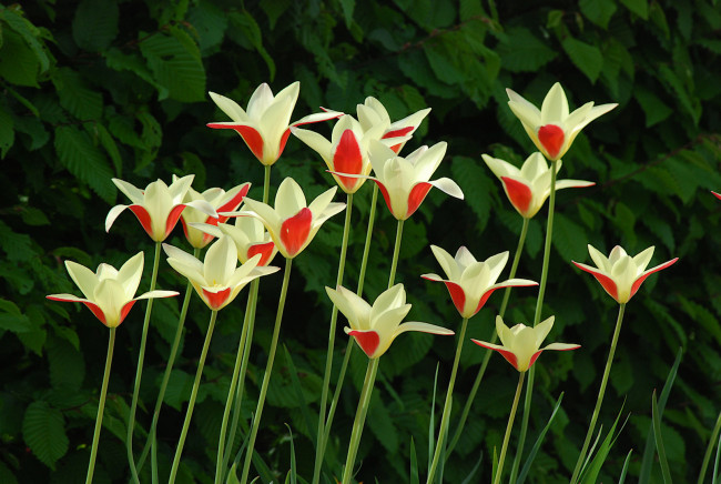 Обои картинки фото цветы, тюльпаны