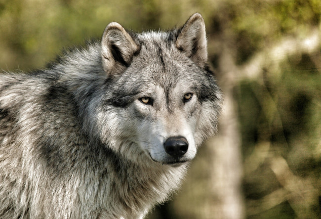 Обои картинки фото животные, волки, взгляд
