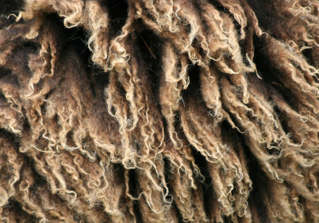 Обои картинки фото разное, текстуры, шерсть