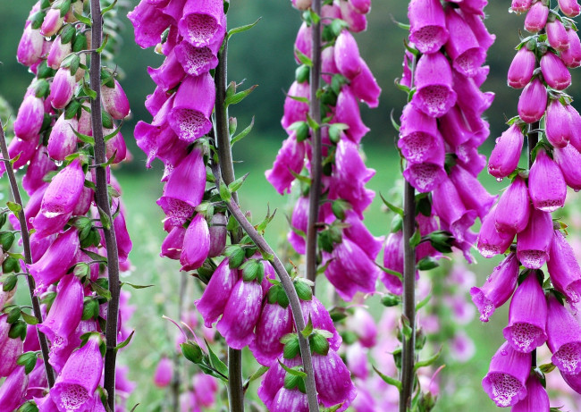 Обои картинки фото наперстянки, цветы, дигиталис, наперстянка, розовый, яркий