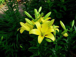 Картинка цветы лилии лилейники