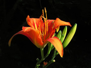 Картинка цветы лилии лилейники лилия