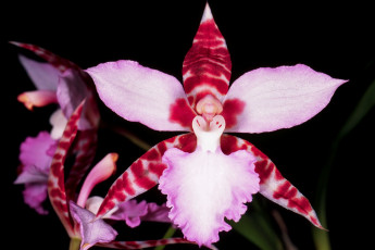 Картинка цветы орхидеи розовый лепестки экзотика