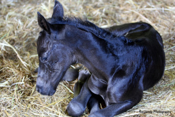 Картинка животные лошади жеребенок вороной
