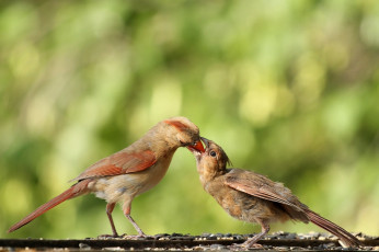 Картинка животные кардиналы птицы