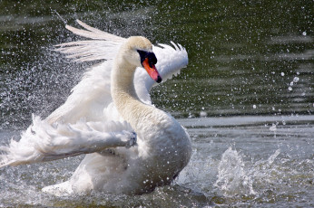 Картинка животные лебеди белый шипун крылья брызги