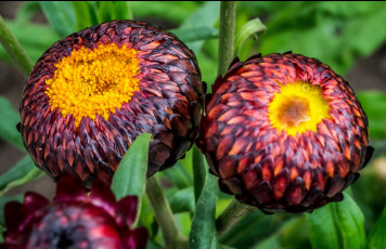 Картинка цветы бессмертник круглый бордовый