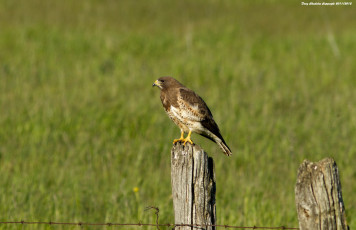 Картинка животные птицы хищники забор