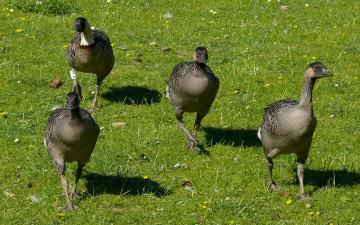 Картинка животные гуси