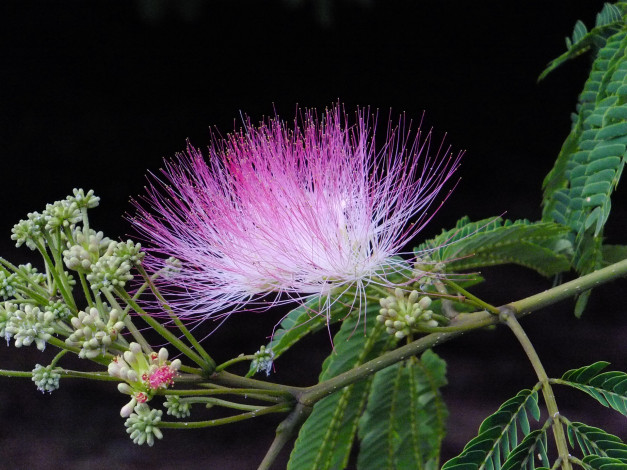 Обои картинки фото цветы, акация, веточка