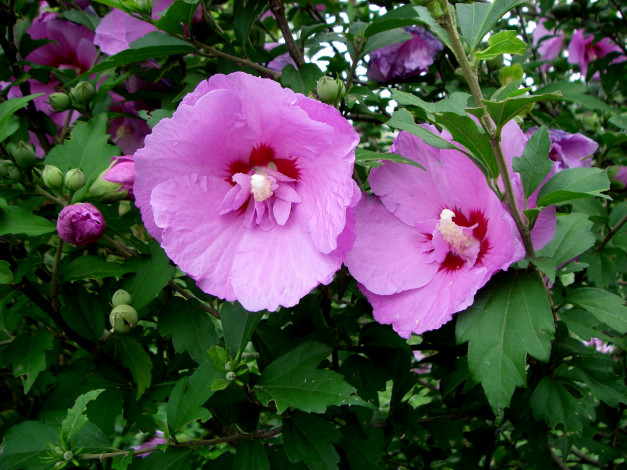 Обои картинки фото цветы, мальвы, розовый