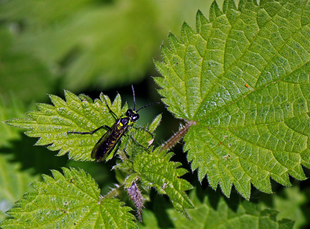 Обои картинки фото животные, пчелы, осы, шмели, листья, оса