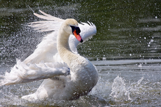 Обои картинки фото животные, лебеди, белый, шипун, крылья, брызги