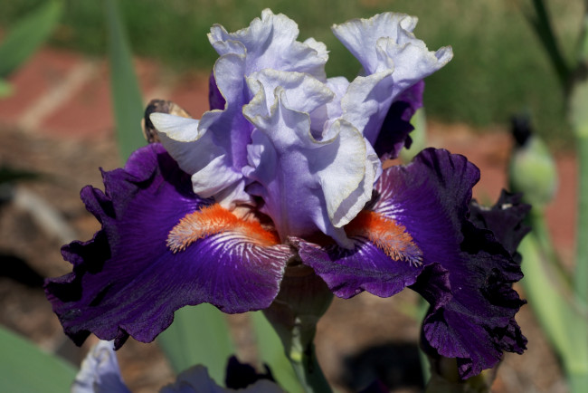 Обои картинки фото цветы, ирисы, фиолетовый