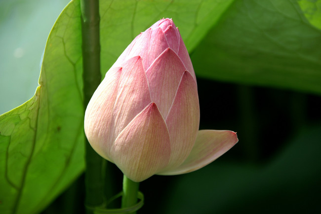 Обои картинки фото цветы, лотосы, лотос