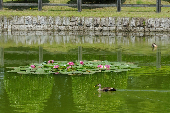 Обои картинки фото животные, утки, водоем, лотос