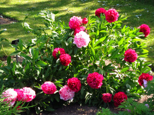 Картинка цветы пионы