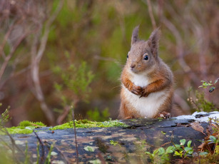 Картинка животные белки бревно