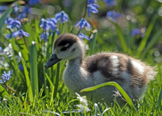 Картинка животные утки утёнок птенец цветы