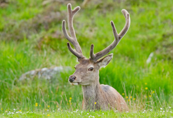 Картинка животные олени рога