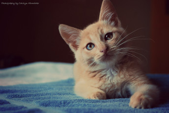 Картинка животные коты рыжик взгляд