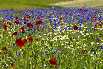 Картинка цветы луговые полевые луг ромашки васильки маки