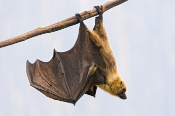 Картинка животные летучие мыши крылья