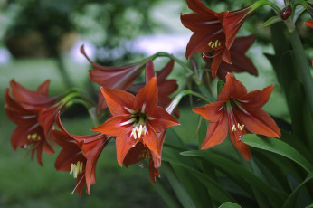 Картинка цветы амариллисы гиппеаструмы красный