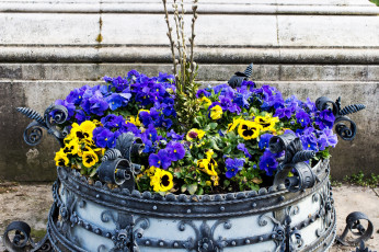 Картинка цветы анютины глазки садовые фиалки клумба