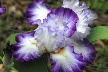 Картинка цветы ирисы макро пестрый