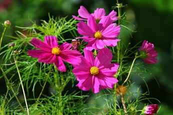 Картинка цветы космея малиновый