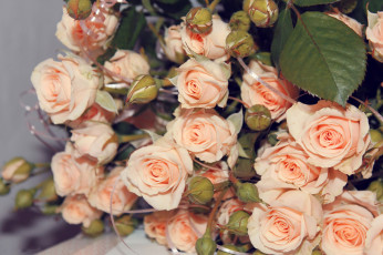 Картинка цветы розы бежевый