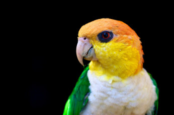 Картинка животные попугаи клюв