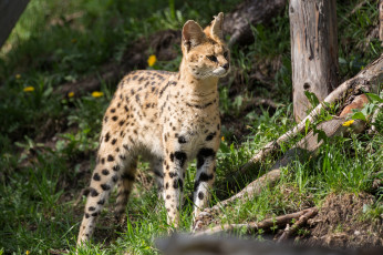 Картинка животные сервалы кошка