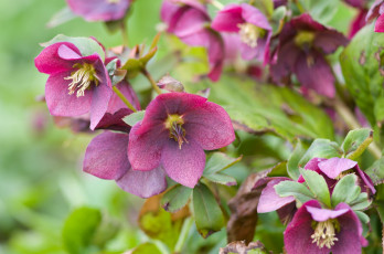 Картинка цветы геллеборус морозник розовый