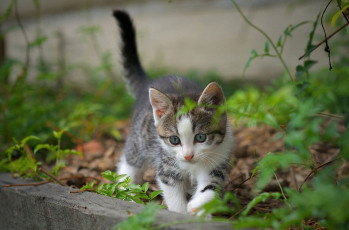 Картинка животные коты котейка