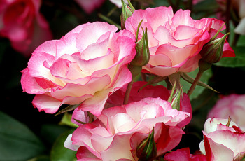 Картинка цветы розы пестрый