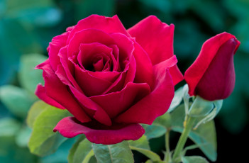 Картинка цветы розы красный бутон