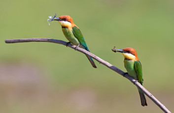 Картинка животные щурки пчелоеды
