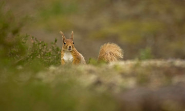 Картинка животные белки зверек