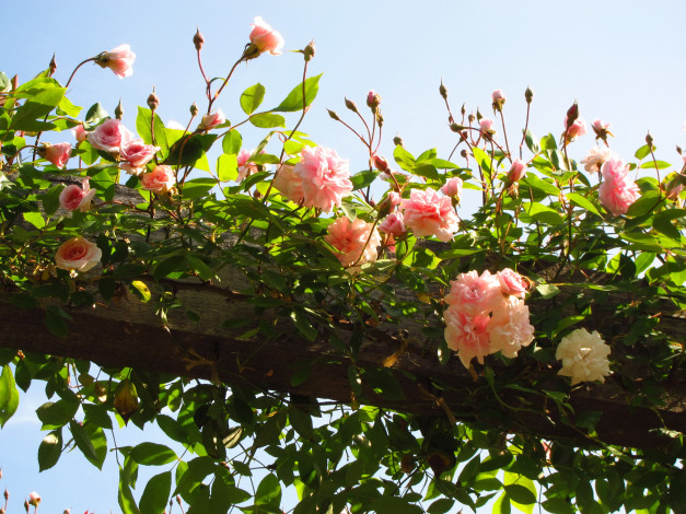 Обои картинки фото цветы, розы