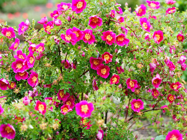 Обои картинки фото цветы, розы, розовый, куст