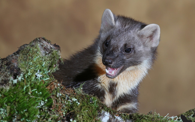 Обои картинки фото животные, хорьки, ласки, соболи, горностаи, куницы, куница